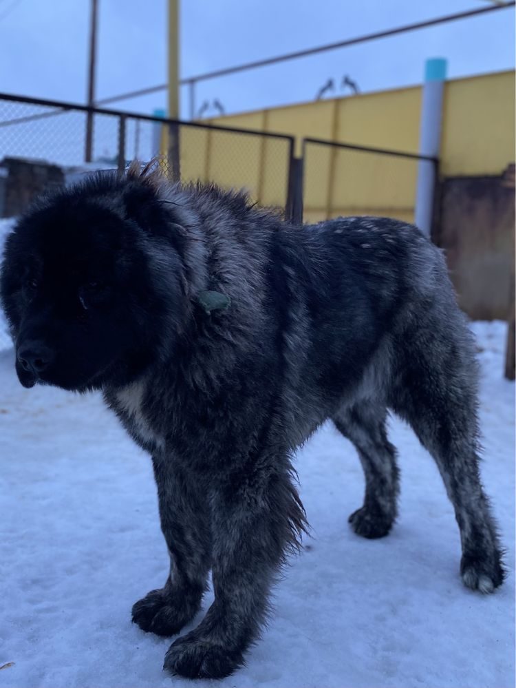 Купить Кавказскую Овчарку В Нижегородской Области