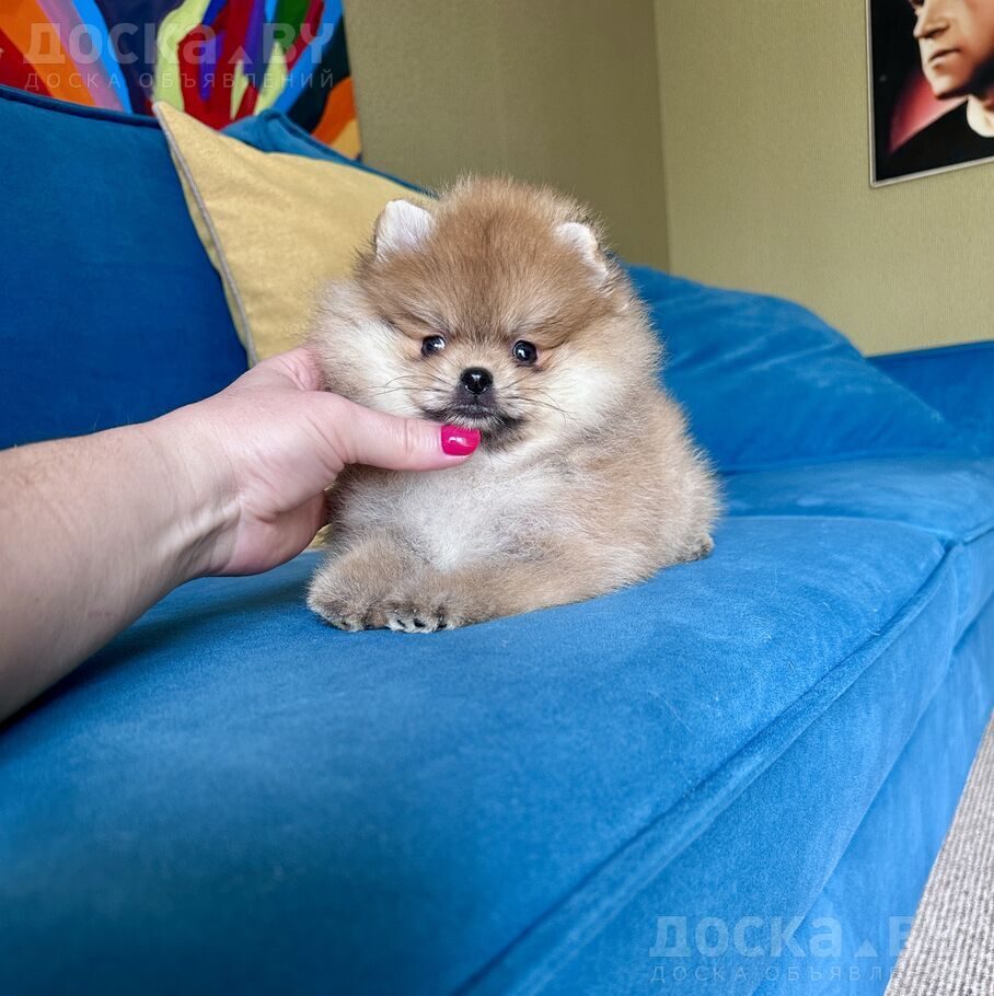 Померанский шпиц