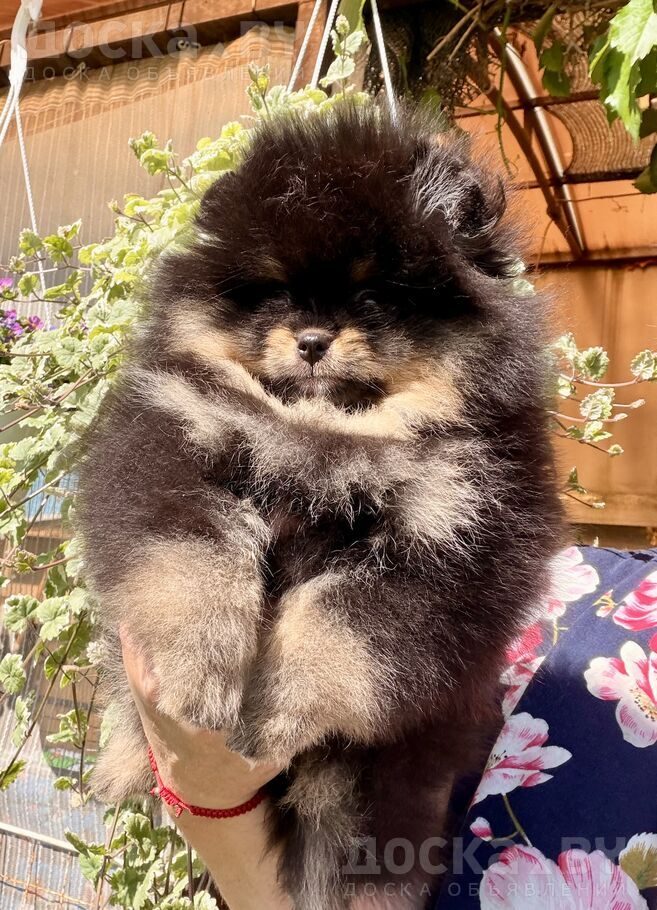 Померанский шпиц