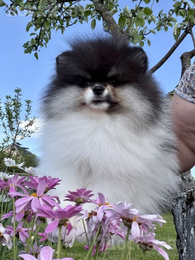 Померанский шпиц