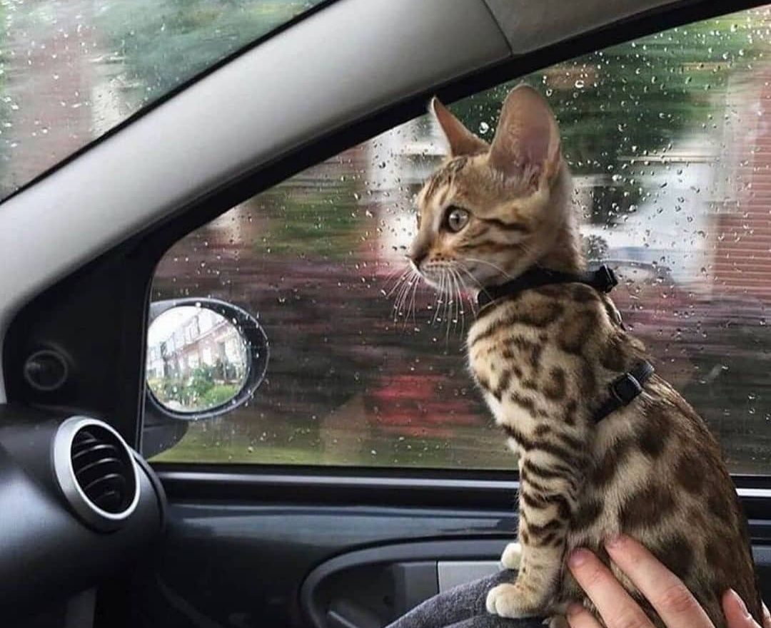 Бенгальская кошка в машине