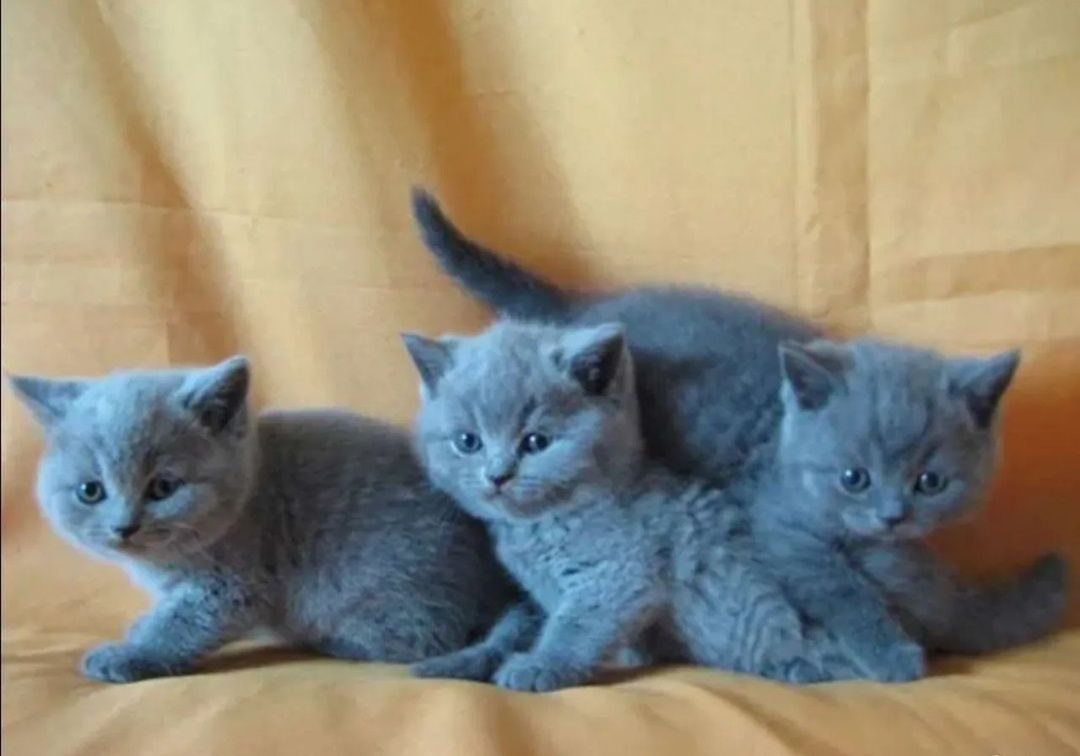 Фото британских котят прямоухих в 2 месяца
