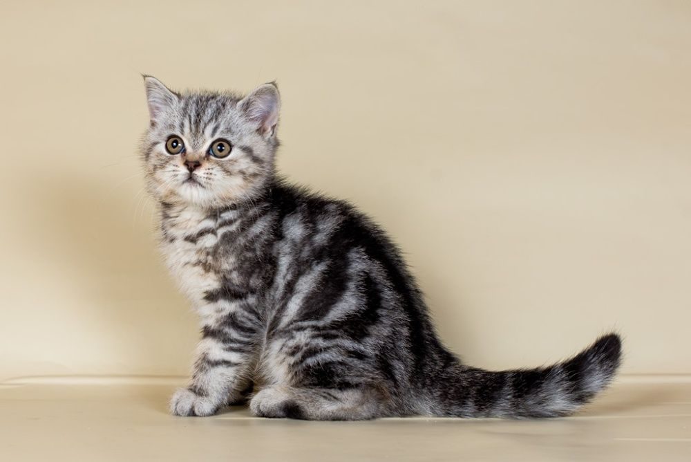 Окрас Шотландских Кошек Прямоухих Фото И Названия
