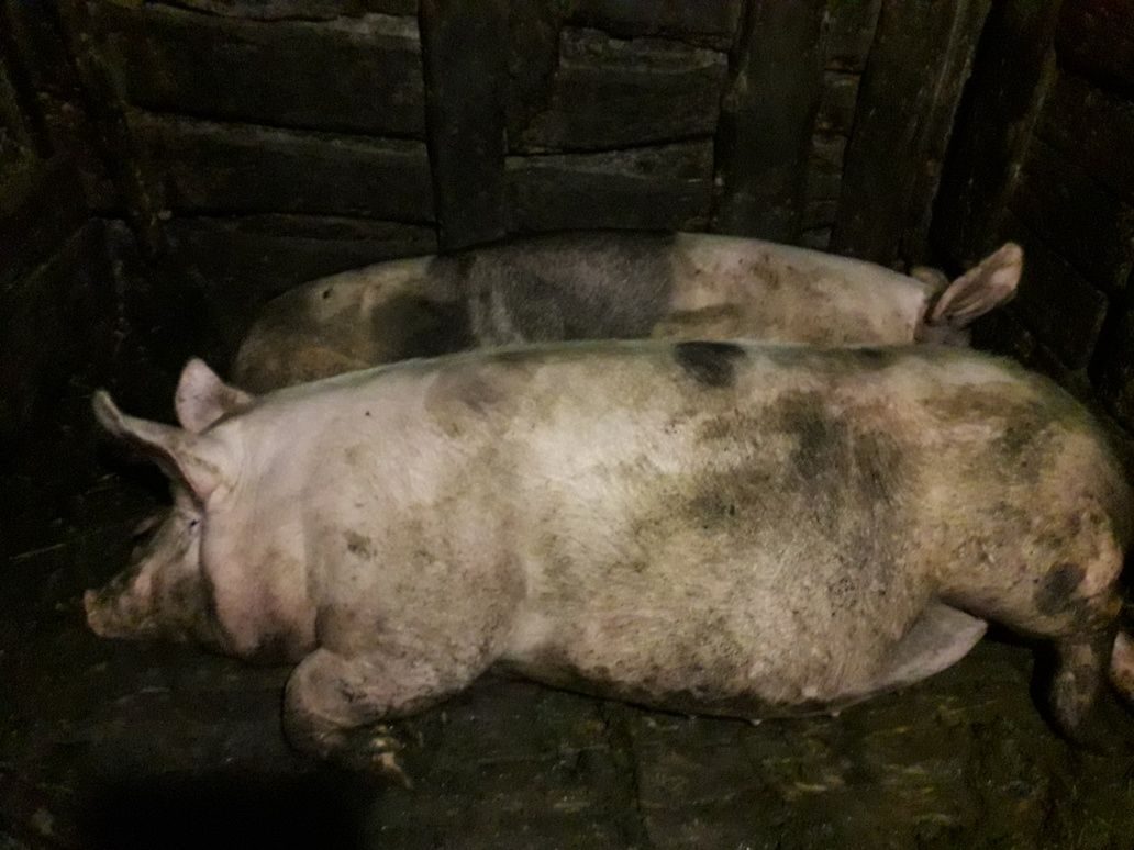 Свинья живым весом цена. Продам свинью живым весом. Купить живую свинью 180 кг. Продам свинью жив весом в Молдове Конгаз 200 кг 8 тысяч лей 999.