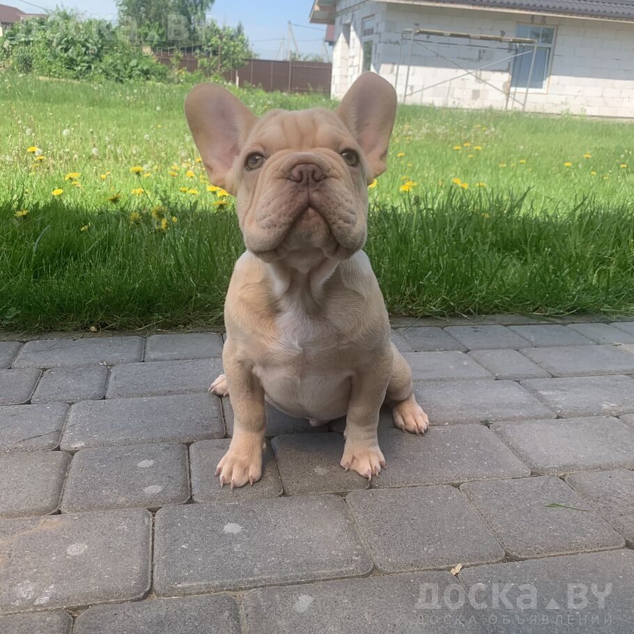 Французский бульдог