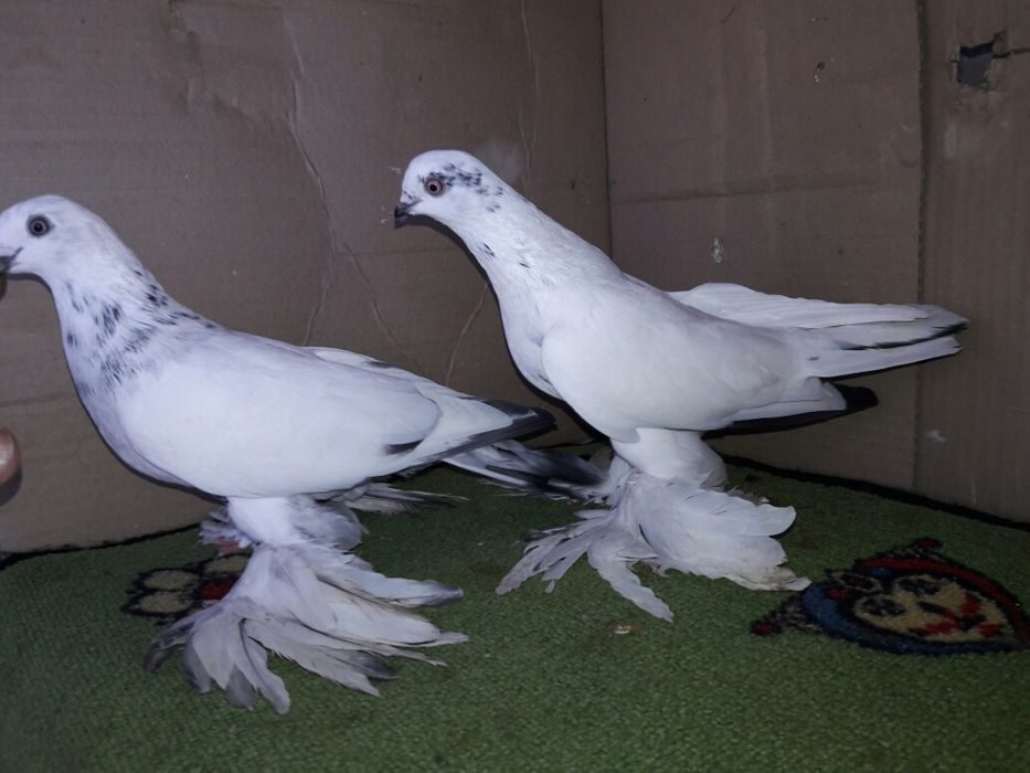 Таджикские голуби. Голуби Таджикистана бойные. Таджикские голуби Черноклювые. Таджикские черноносые голуби. Душанбинские черноносые бойные голуби.