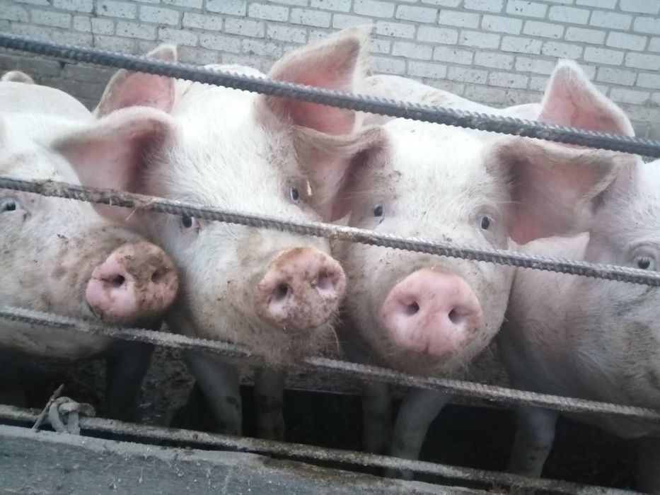 Свинья живым весом цена. Продам свинью живым весом. Сдать свиней живым весом в Саратовской области.