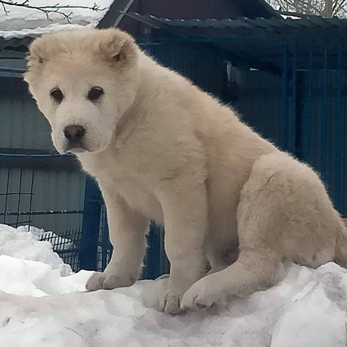 Купить Щенка Сао В Ростове На Дону