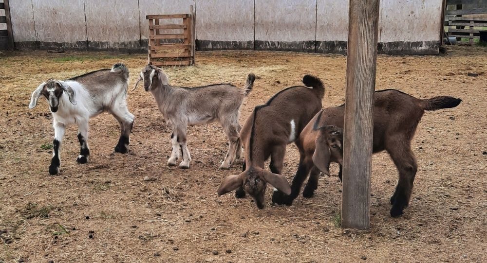 Пятеро козлят. Англо нубийские козлята Новорожденные. Нубийская комолая коза. Козлята нубийские процентные. Англо-нубийские козлята коричневые.