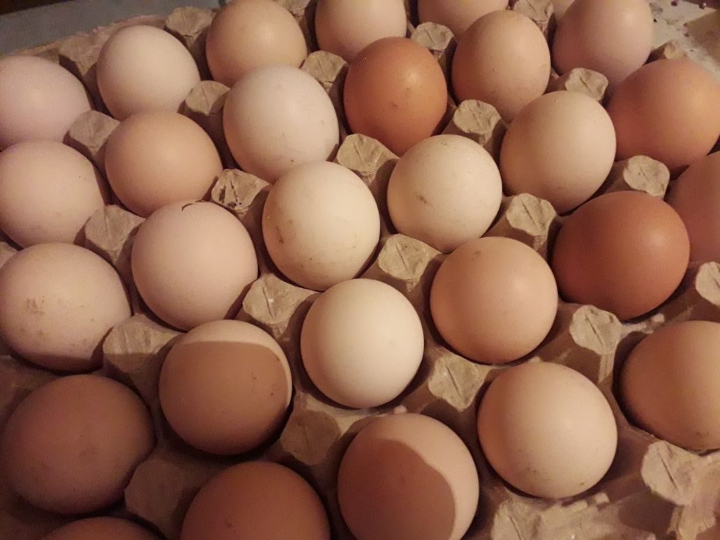 Инкубационное яйцо муларда купить. Цыплята 55 дней нисушки. Текст, чтобы продать инкубационное яйцо и цыплят..