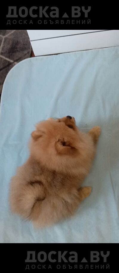 Померанский шпиц