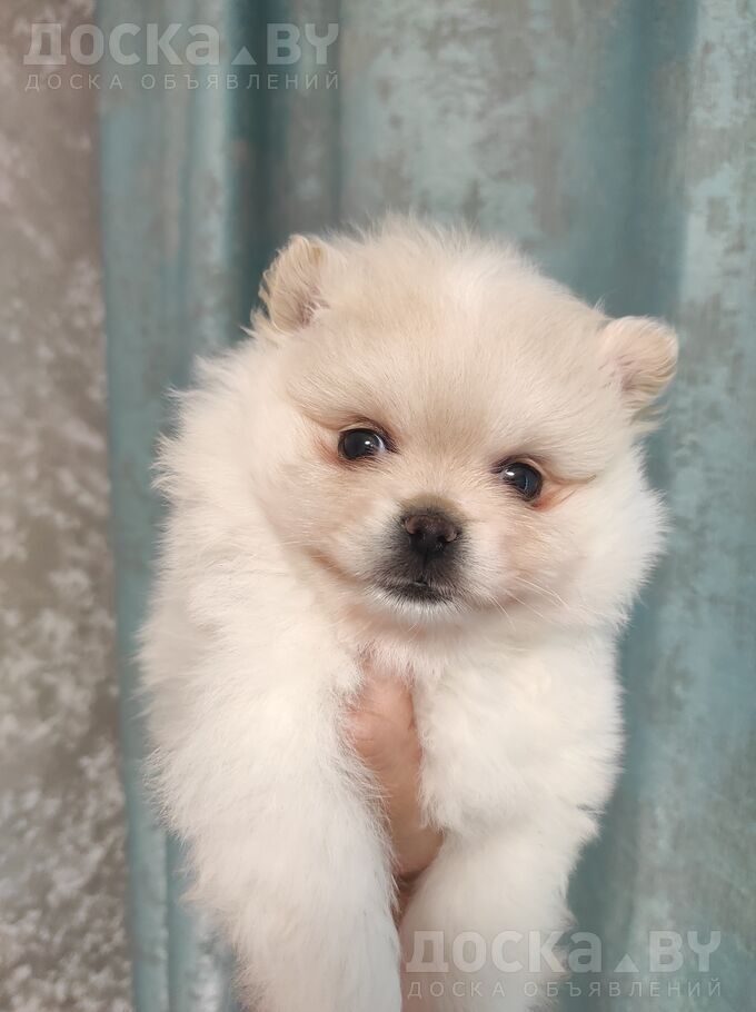Померанский шпиц