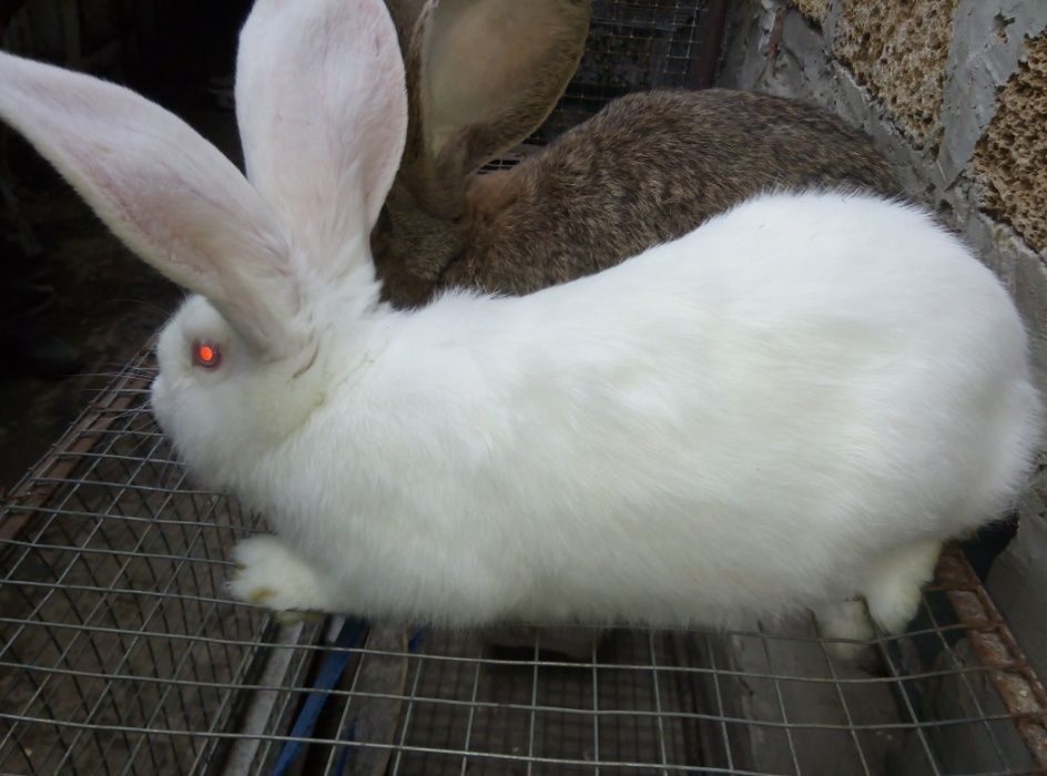 Купить кроликов французский. Кролики великаны Ризен. Кролик Фландр. Кролики Ризен Фландр. Кролики породы Ризен.