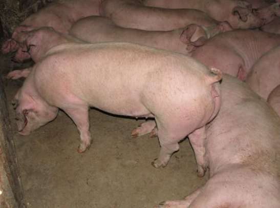 Купить свинину живым весам. Ландрасы поросята мясо. Мясная порода свиней ландрас.