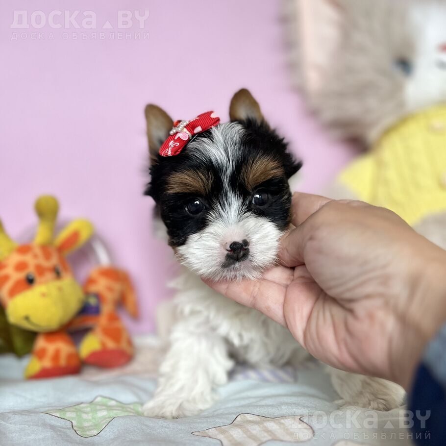 Йоркширский терьер