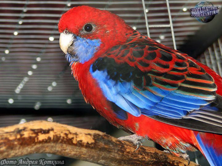 Rosellas rojas