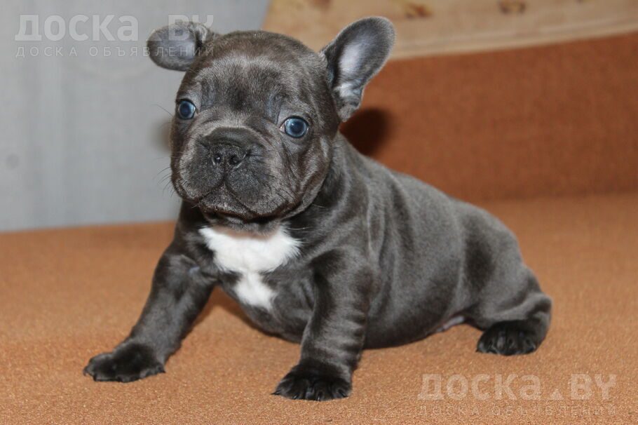 Французский бульдог