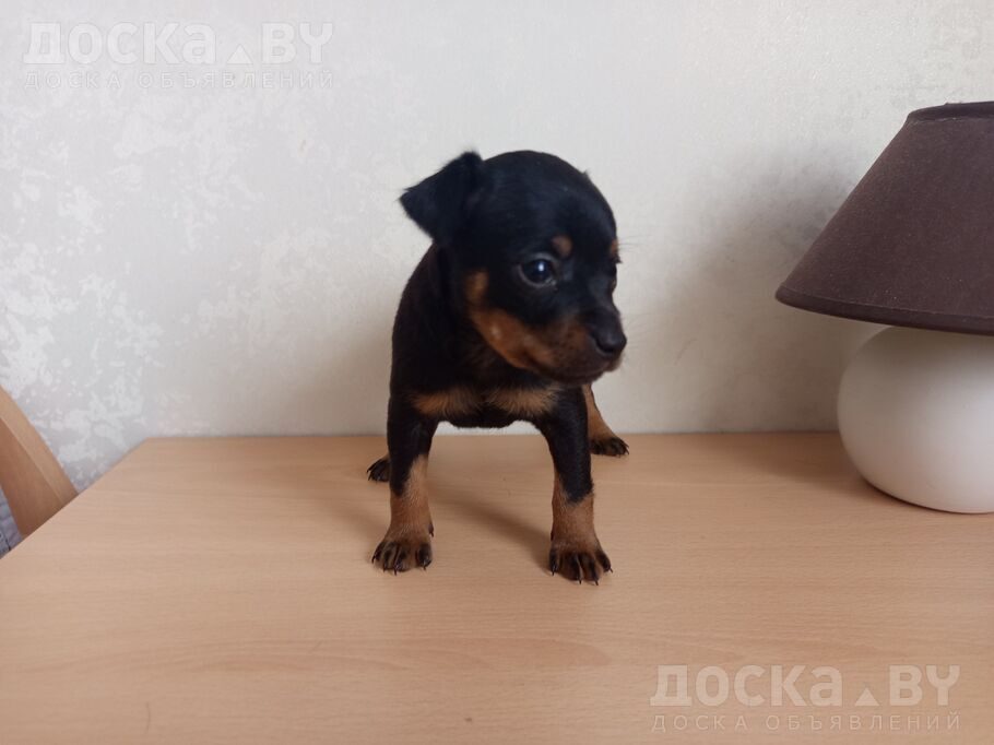Русский гладкошерстный тойтерьер