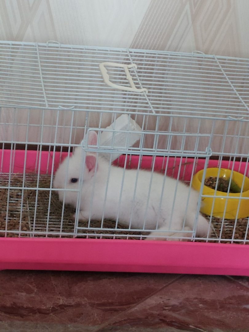 Продам декоративного кролика з кліткою