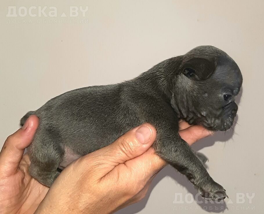 Французский бульдог