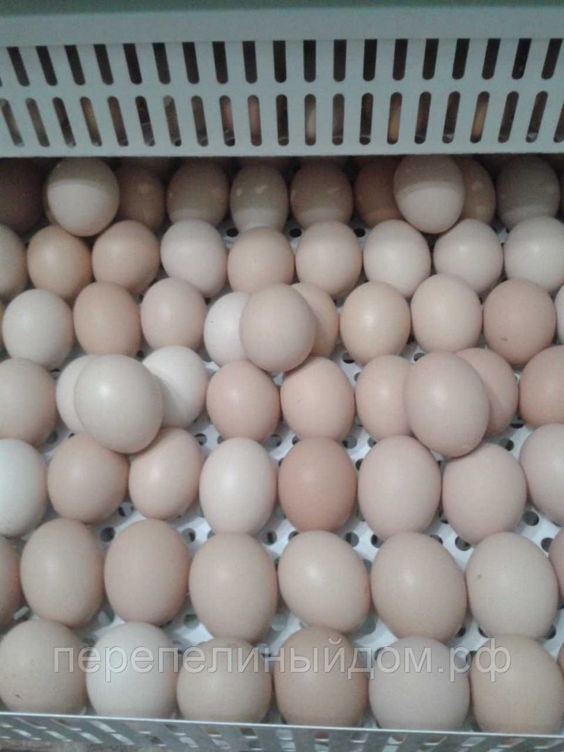 Авито яйцо бройлера. Инкубационное яйцо бройлера рос 308. Инкубационное яйцо Кобб 500. Инкубационное яйцо бройлера Кобб 500. Инкубационное яйцо бройлера Росс 308.