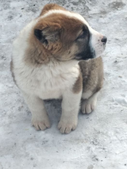 Купить Щенка Алабая В Иваново