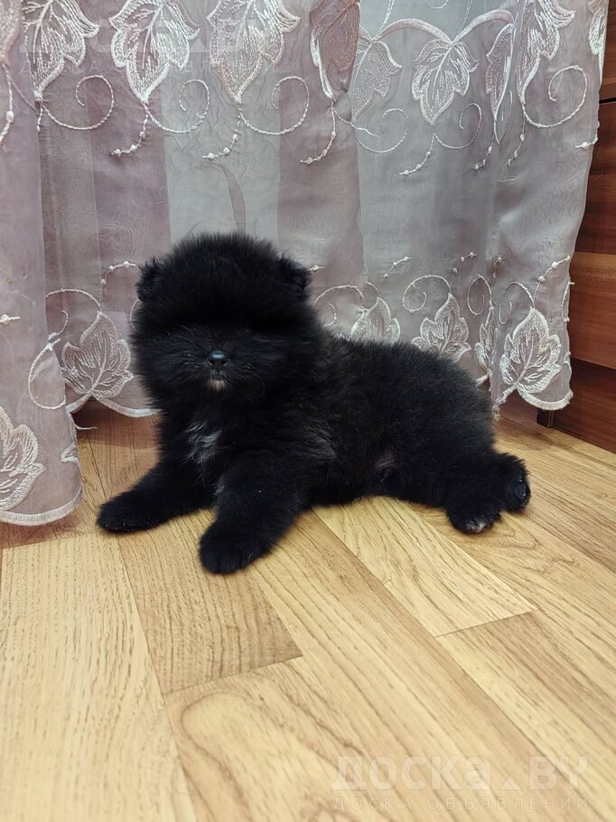 Померанский шпиц