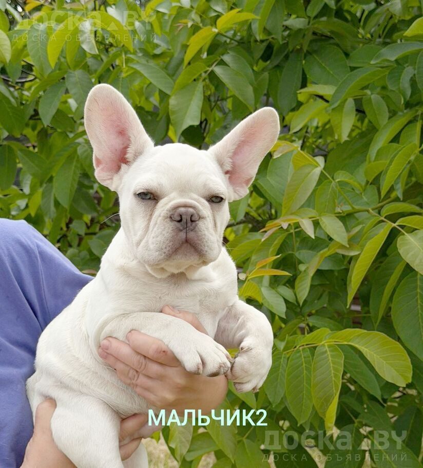 Французский бульдог
