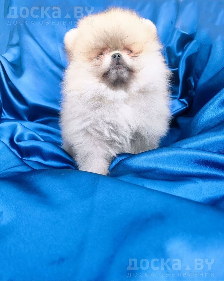 Померанский шпиц