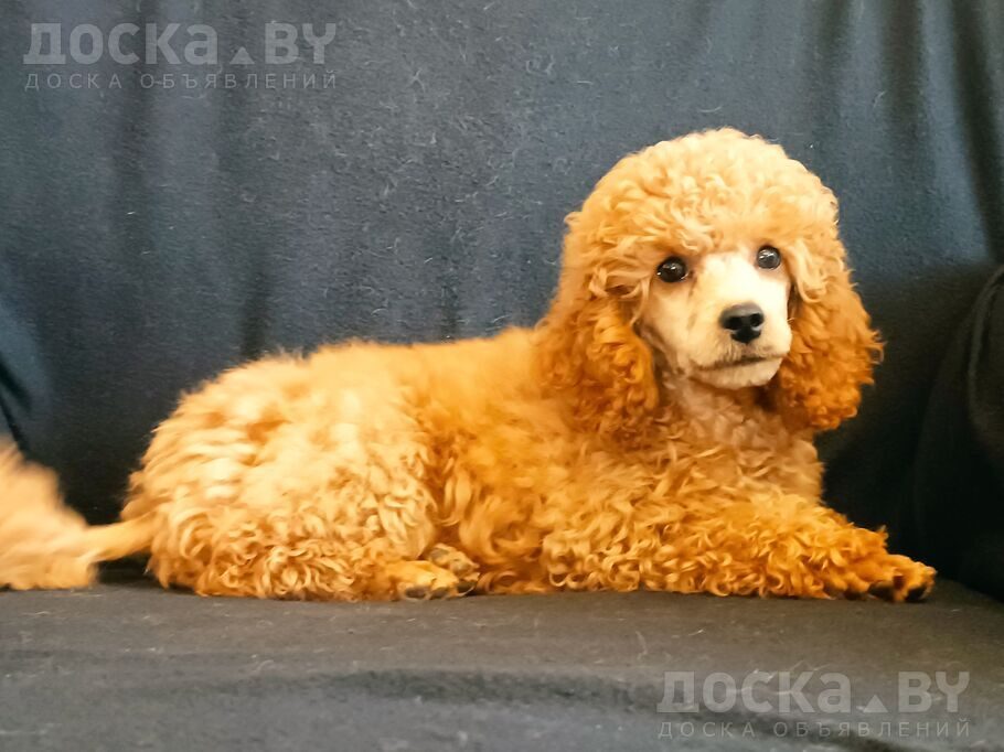 Карликовый пудель