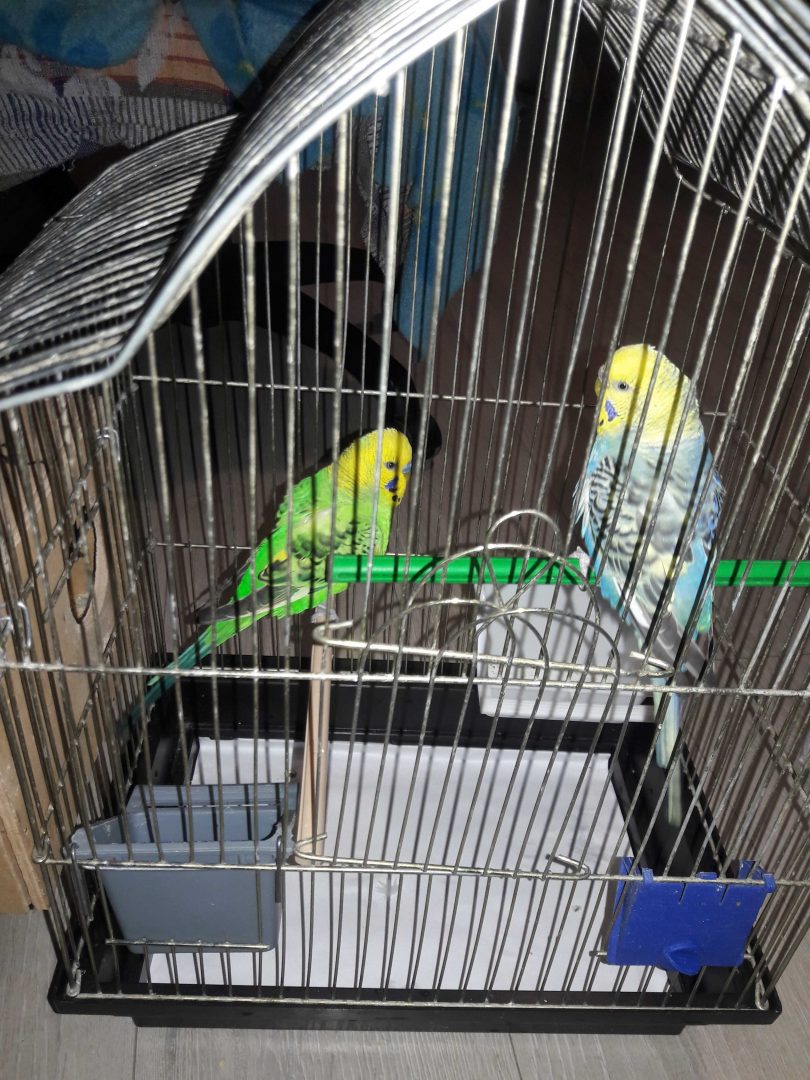 Пара попугайчиков с клеткой и домиком