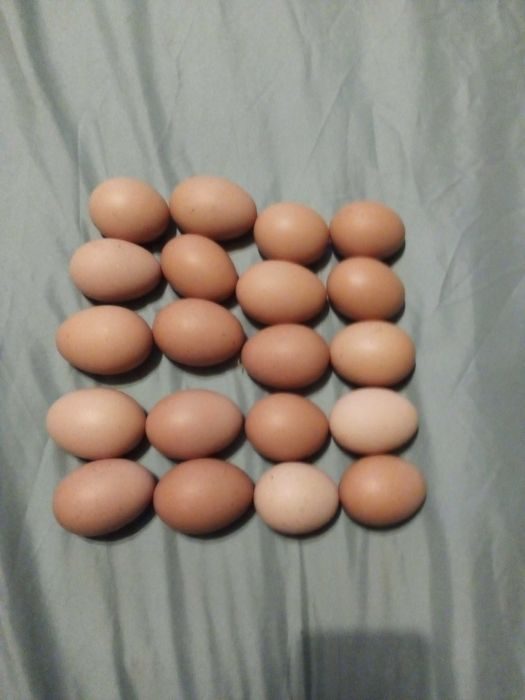 Купить яйцо инкубационное в нижегородской. Инкубационное яйцо кохинхин. Яйца Кохинхинов. Цвет яиц у Кохинхинов. Кохинхин размер яйца.