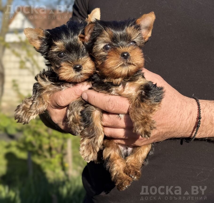 Йоркширский терьер