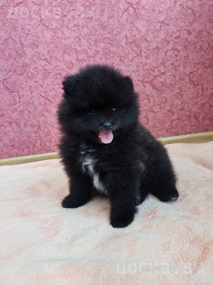 Померанский шпиц