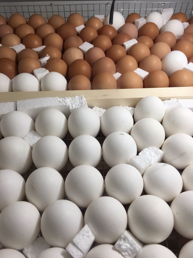Яйца кур леггорн. Инкубационное яйцо Леггорн. Инкубационное яйцо кур Леггорн. Яйцо Леггорн белый. Леггорн стандарт цвет яйца.