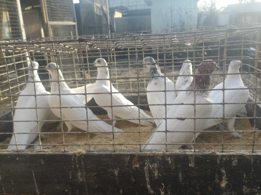 Продам высоколетных голубей Будапешты, Гданские сокола, Пермские