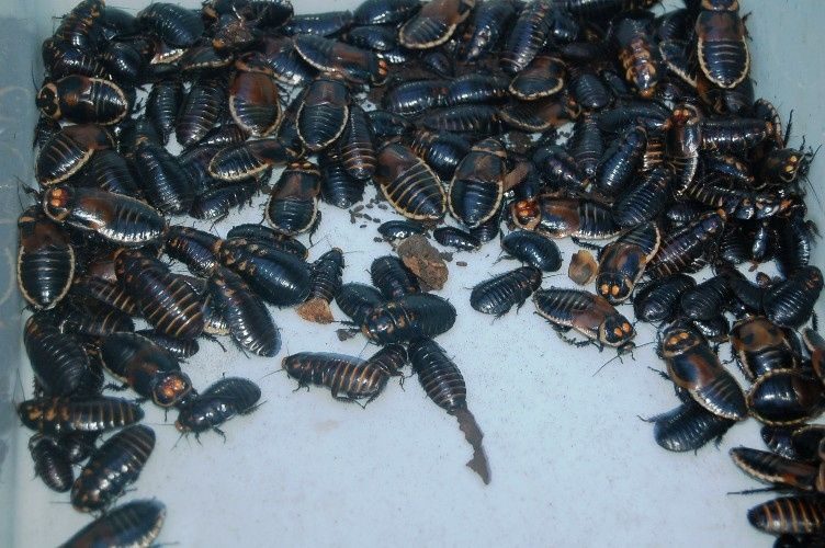 Тараканы в краснодаре фото