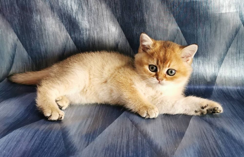 Кошки Породы Шиншилла Фото Цена