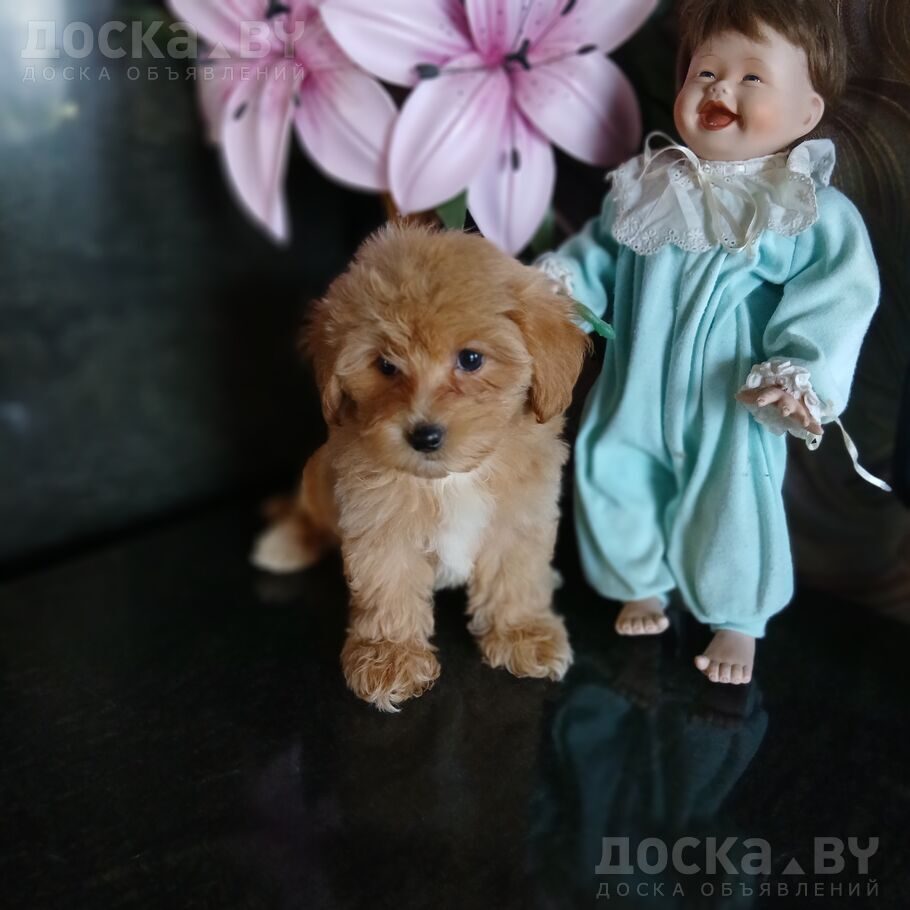 Той-пудель