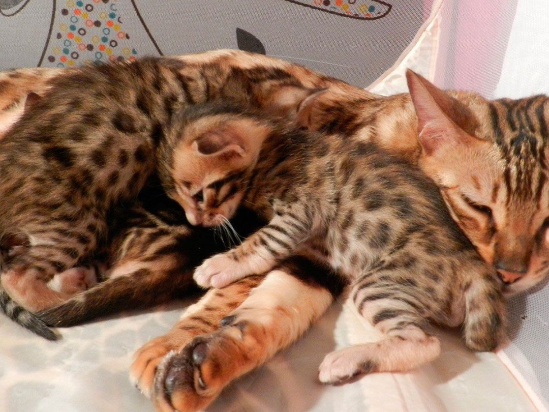 фото котят бенгальской породы 1 месяц фото