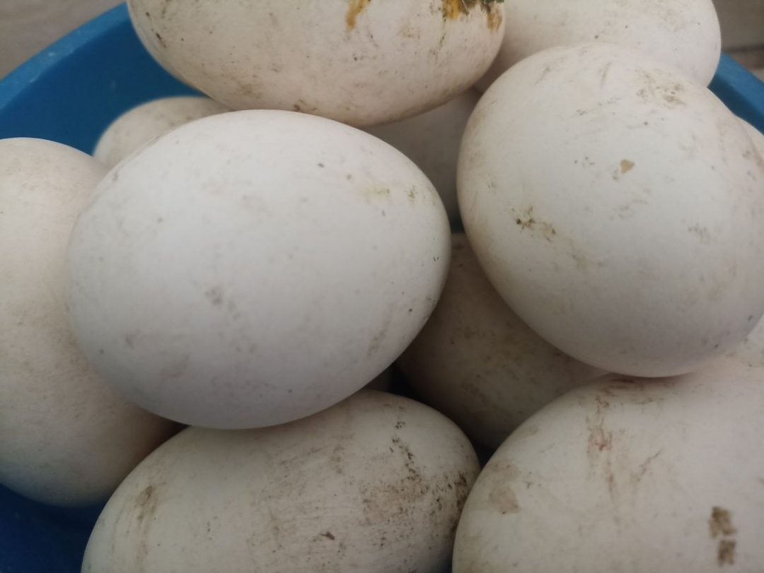 Гусиные яйца. Яйца индоутки цена за 10 шт. Купить мускусных яйца инкубационные яйца