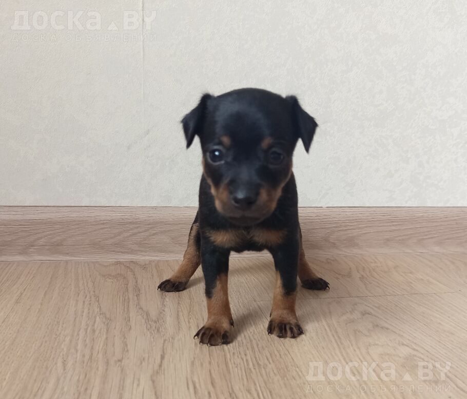 Русский гладкошерстный тойтерьер