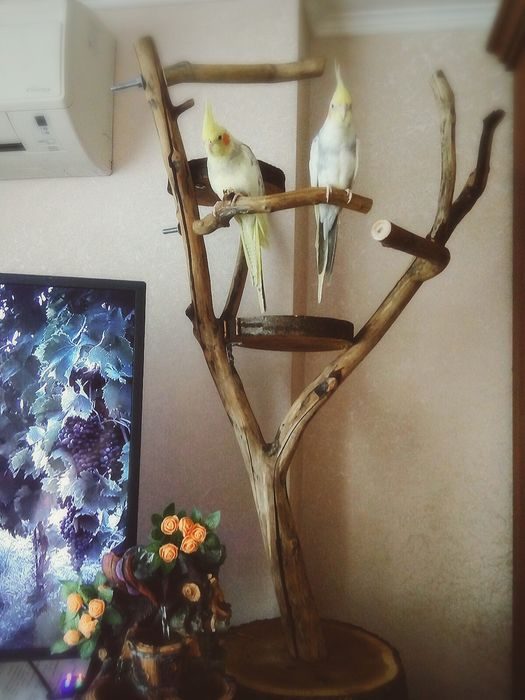 дерево в квартире для попугаев | Дзен