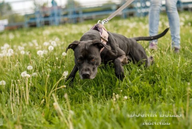 Питбуль рабочего разведения фото