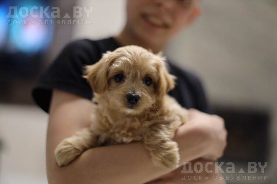 Мальтийская болонка