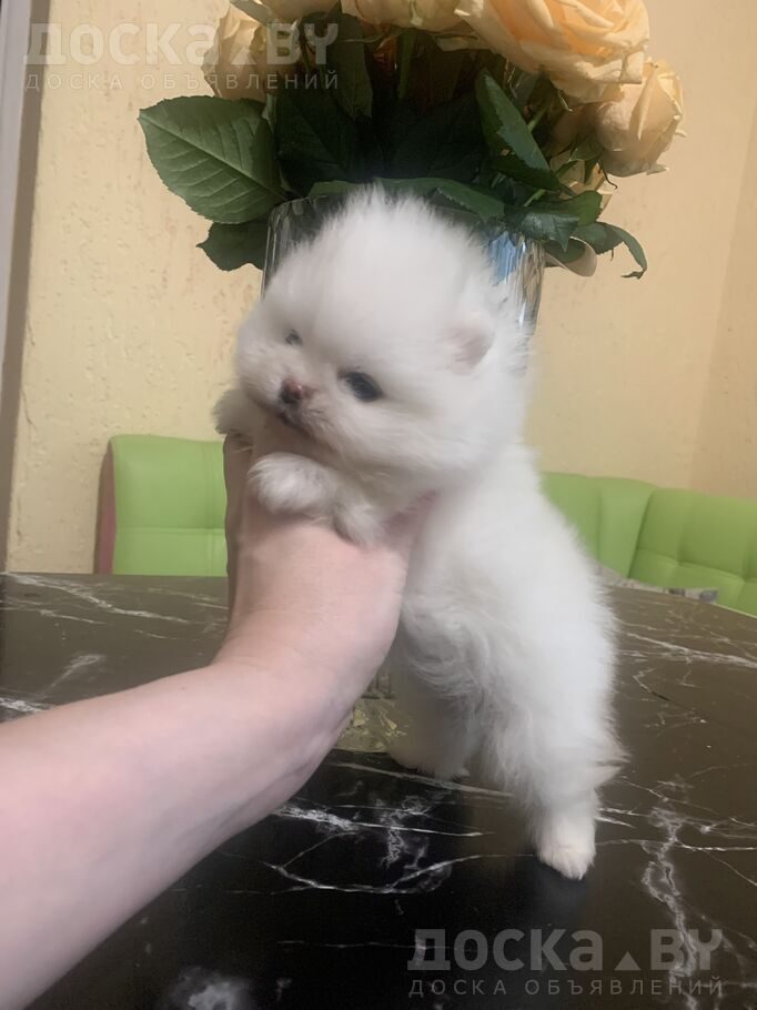 Померанский шпиц