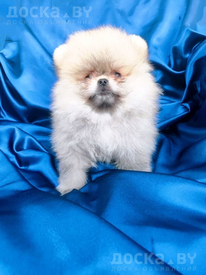 Померанский шпиц