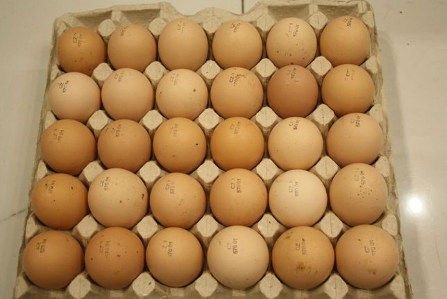 Купить инкубационное яйцо в курской области. Инкубационное яйцо Росс 308 Чехия. Инкубационное яйцо бройлера Росс 308. Штампованное яйцо инкубационное бройлер Росс 308. Инкубационные яйца Росс 308 торговой марки орралар.