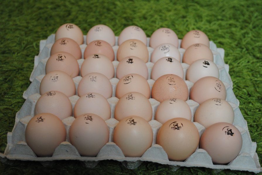 Купить инкубационное яйцо от производителя. Инкубационное яйцо бройлера Кобб 500. Инкубационное яйцо Кобб 500. Бройлер Кобб 500 яйцо. Инкубационное яйцо Кобб 500 Чехия.