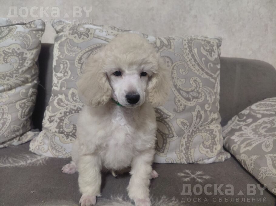 Карликовый пудель